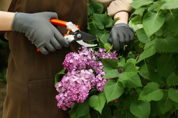 Lilac Pruning Service in American Fork