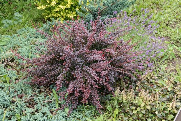 Japanese Barberry Removal in American Fork