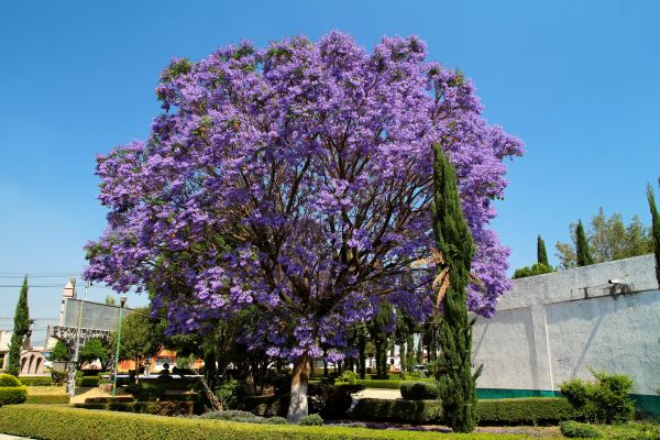 Jacaranda Pruning in American Fork