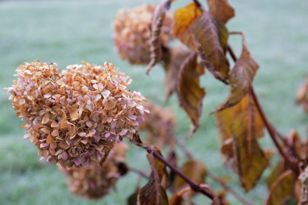 Hydrangea Removal in American Fork