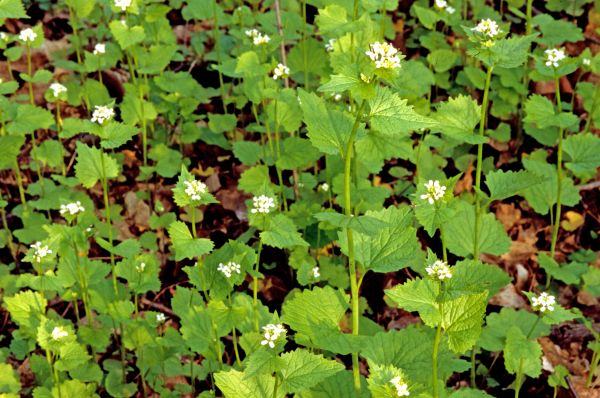 Garlic Mustard Removal in American Fork