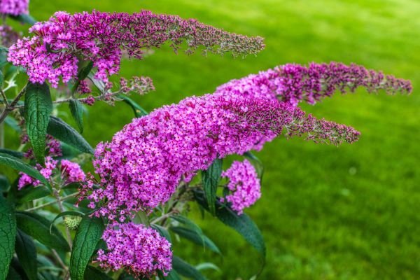 Butterfly Bush Removal in American Fork