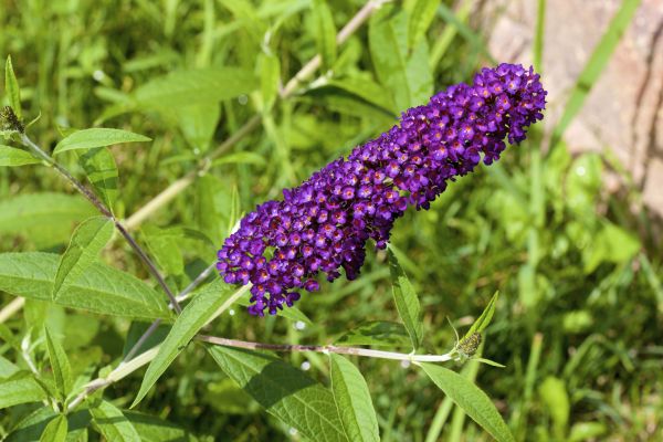Butterfly Bush Pruning in American Fork