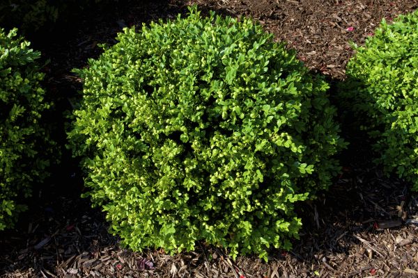 Boxwood Removal in American Fork