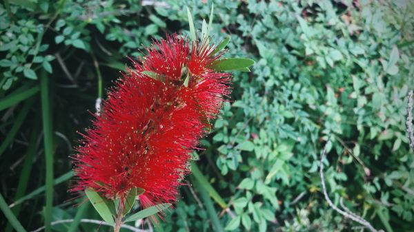 Bottlebrush Pruning in American Fork