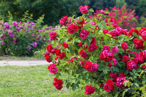 Shrub Trimming in American Fork