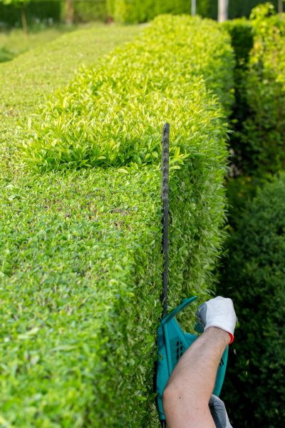 Hedge Trimming in American Fork